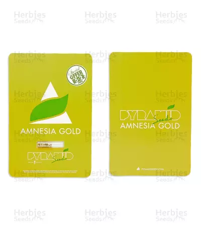 Amnesia Gold seeds