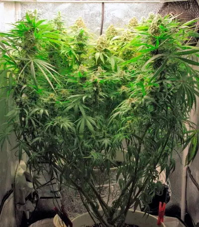 Arjan's Haze #3 (GHS)