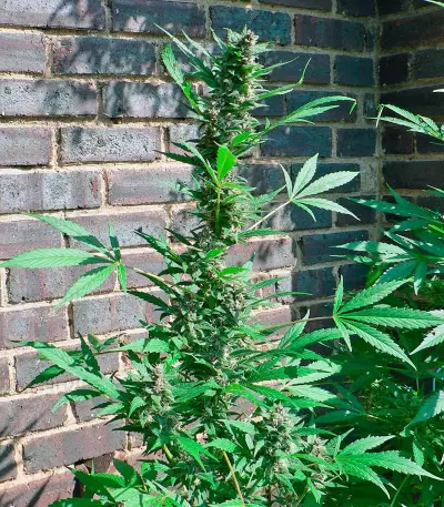 Big Bang Auto Seeds