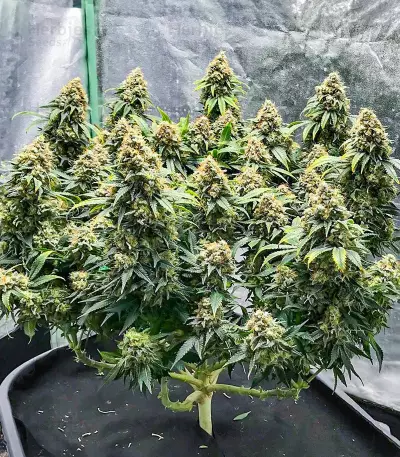 Blueberry OG Feminized Seeds (AlphaFem Seeds)