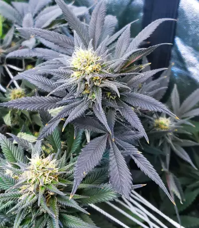 Caramelo Seeds