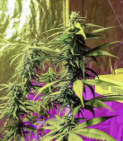 Critical Amnesia Feminized Seeds (AlphaFem Seeds)