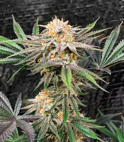 Semillas Feminizadas Dozy Breath (AlphaFem Seeds)