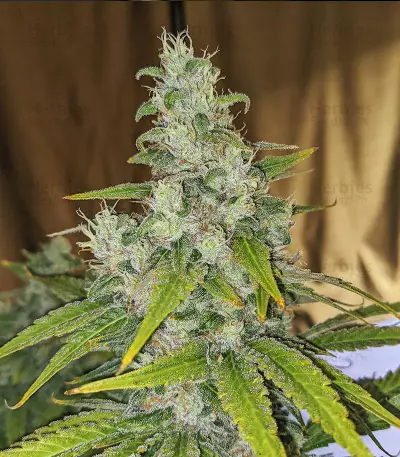 Eleven Roses Early Version Seeds (Delicious Seeds)