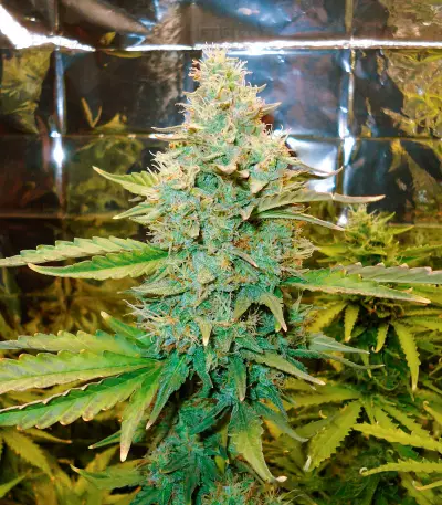 Green Crack Auto Seeds