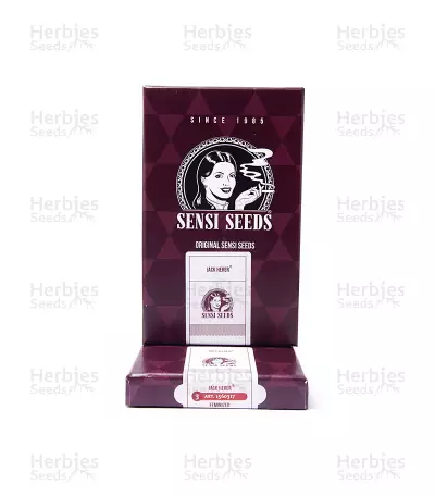 Graines féminisées de Jack Herer (Sensi Seeds)