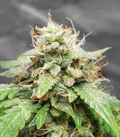 Keepers OG Seeds (Seedkeepers)