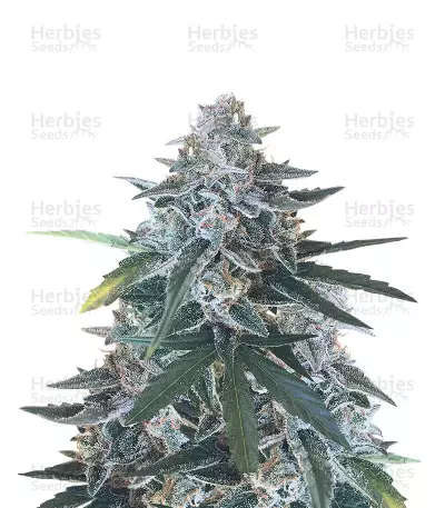 King’s Kush Auto CBD by Green House Seeds