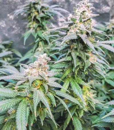 Kiwiskunk Seeds