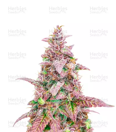 Mazar x Blueberry Feminized Seeds (Herbies Seeds USA)