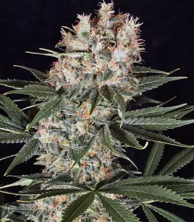 Semi femminizzati di Ortega Indica