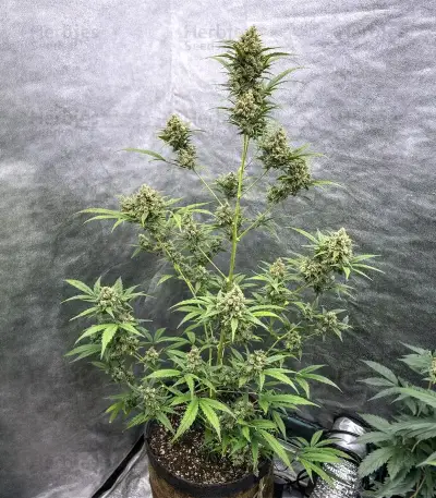 Auto Anonymass (Critical Mass Collective Seeds) Cannabis-Samen