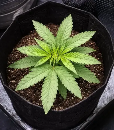 Auto White Widow XXL feminized seeds