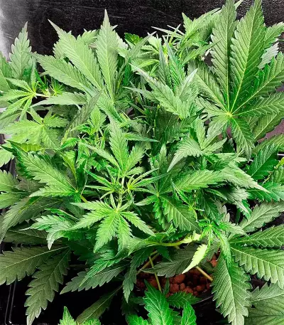 Big Bud Auto