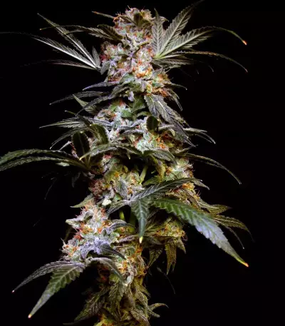 Black Budha (Sagarmatha Seeds)