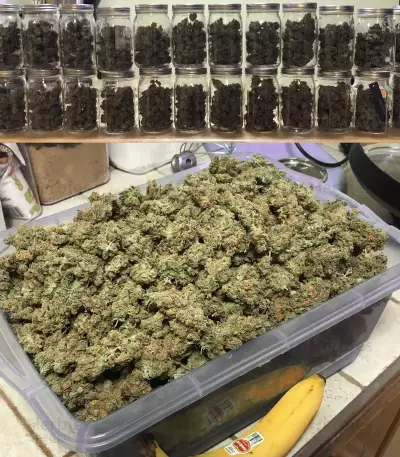 Blue Dream Seeds (Blimburn Seeds)