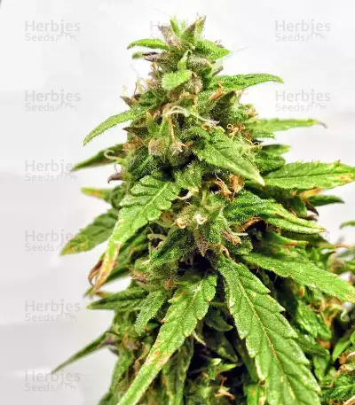 Graines de cannabis Buddha Medikit Auto CBD (Buddha Seeds)