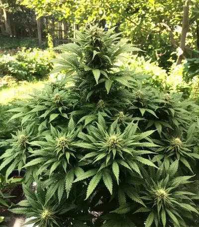Caramella Auto (Expert Seeds) Seeds