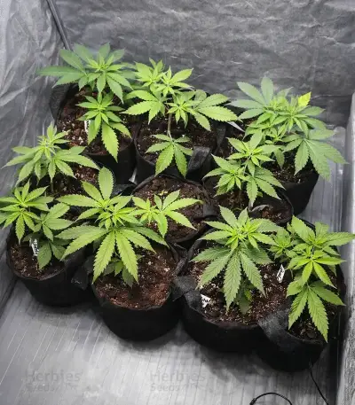 CBD 3D Seeds