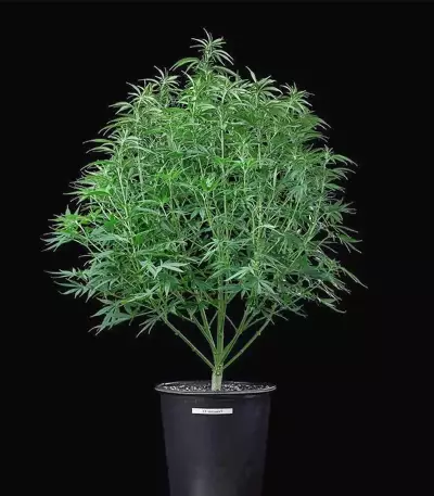 Cinderella Pineapple (Brothers Grimm Seeds)