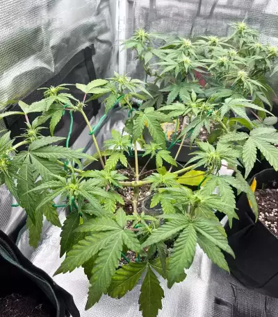 Forgotten Cookies Auto (Mephisto Genetics)
