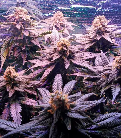 Fruit Punch (Heavyweight Seeds)