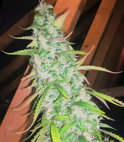 Gorilla Glue Auto (Auto Seeds)