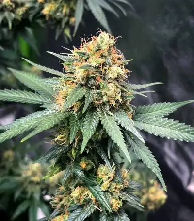 GH Cheese Seeds