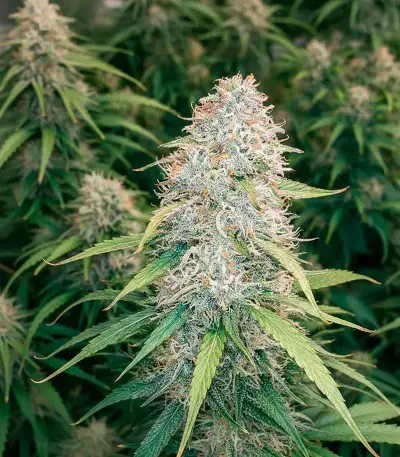 Green Monster Auto feminized seeds