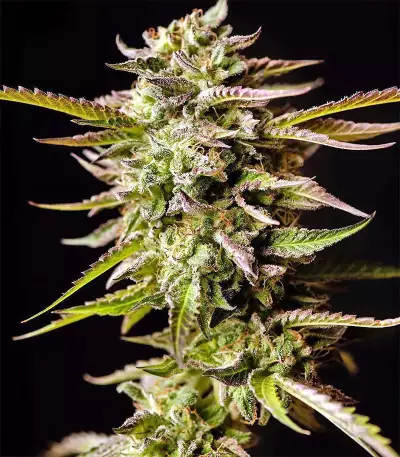 Graines de cannabis Guys Girl Scout Cookie Glue Auto (GGG1 Auto) (Dr. Krippling Seeds)