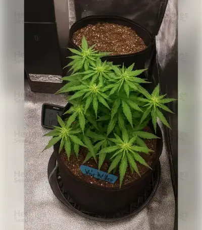 Hippo High Seeds