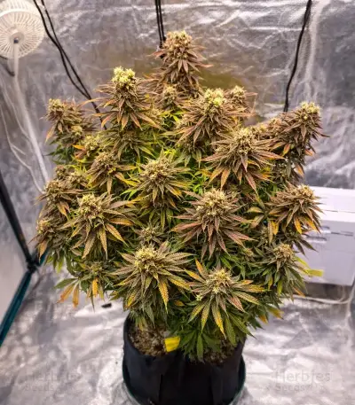 Mamba Negra / Black Mamba feminized seeds