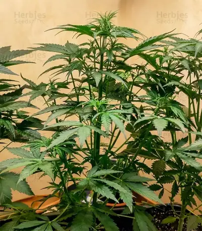 Sementes Feminizadas de OG Kush Auto (Barney's Farm)