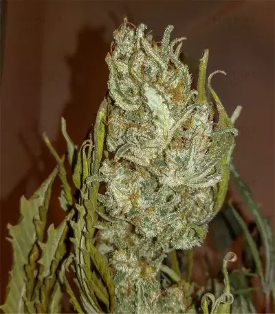 Original Auto White Widow (FastBuds)