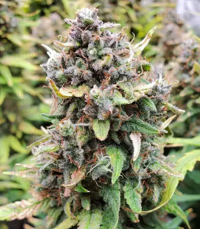 Original Big Bud Seeds