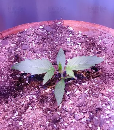 Pineapple Muffin Autoflower (Humboldt Seeds Company)