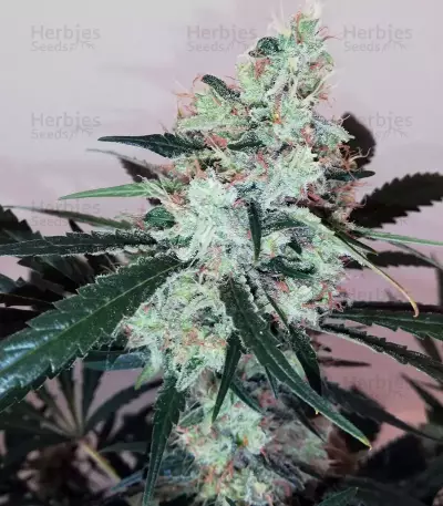 Semi femminizzati Pink Kush