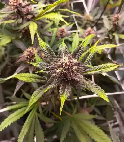 Purple Lemonade Poison Seeds (Seedkeepers)