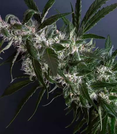 Purple Punch Seeds (Barney's Farm)