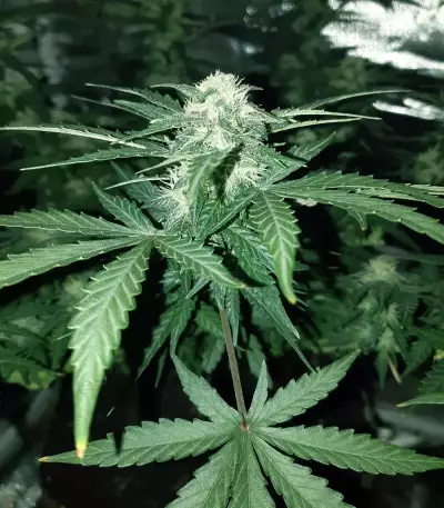 Purple Wreck (Reserva Privada)