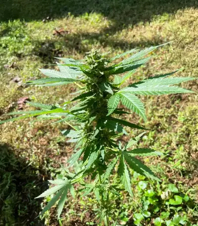 Rosetta Stone Seeds (Brothers Grimm Seeds)