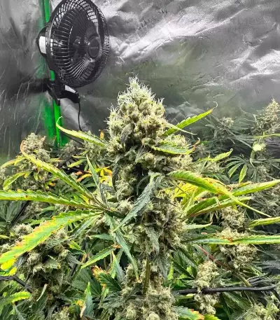 Rosetta Stone Seeds (Brothers Grimm Seeds)