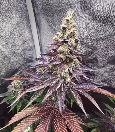 Semi Femminizzati Runtz x Layer Cake (Barney's Farm)