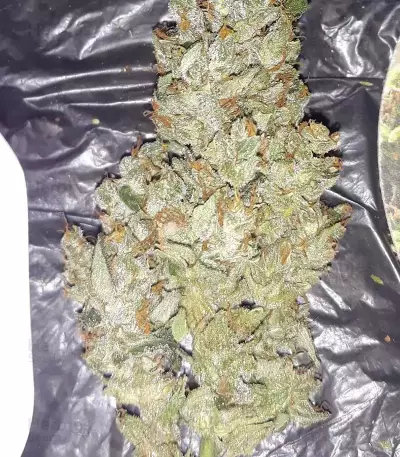 Shogun feminized seeds