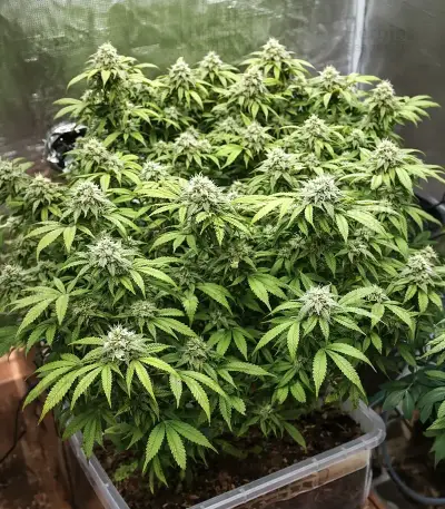 The Magician feminized seeds