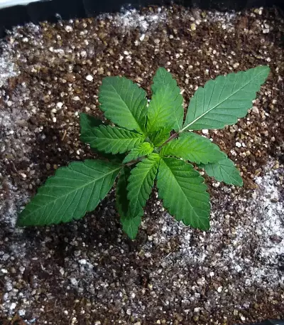 Venice Beach Afghan feminized seeds