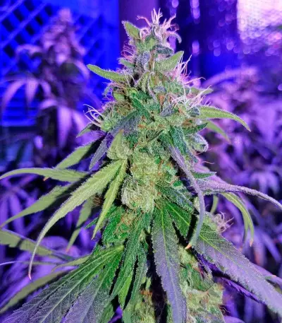 Semi femminizzati Supreme Kush CBD