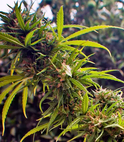 Trance Seeds - Cannabis Strain Seeds for Sale