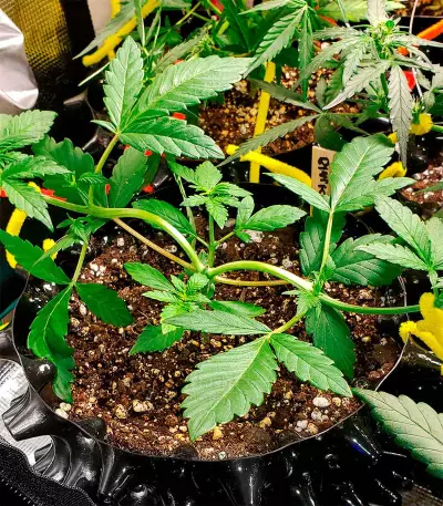 BlackBerry Autoflower (Herbies Seeds)