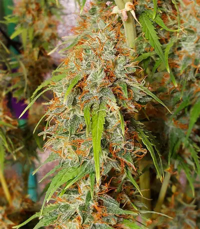 Green Crack Autoflower (Herbies Seeds)